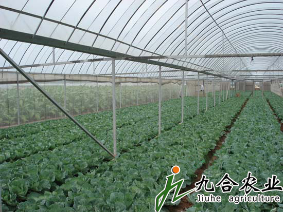 簡(jiǎn)易連棟溫室