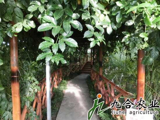 天津天羽翔生態(tài)園（陽光板智能連棟溫室）