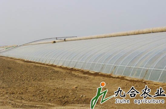 河南開(kāi)封現(xiàn)代農(nóng)業(yè)基地（全鋼架無(wú)立柱土墻體冬暖日光溫室）