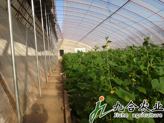 全鋼架無(wú)立柱土墻體冬暖日光溫室
