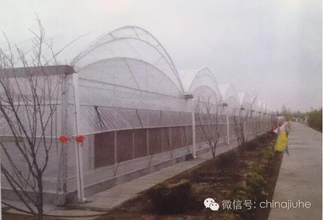 雙層頂的連棟溫室