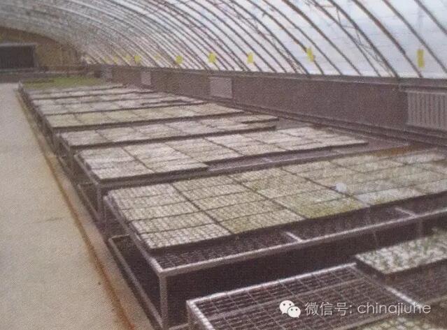 智能溫室內的育苗苗床