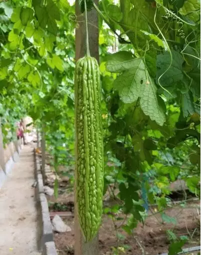 苦瓜雄花無花粉