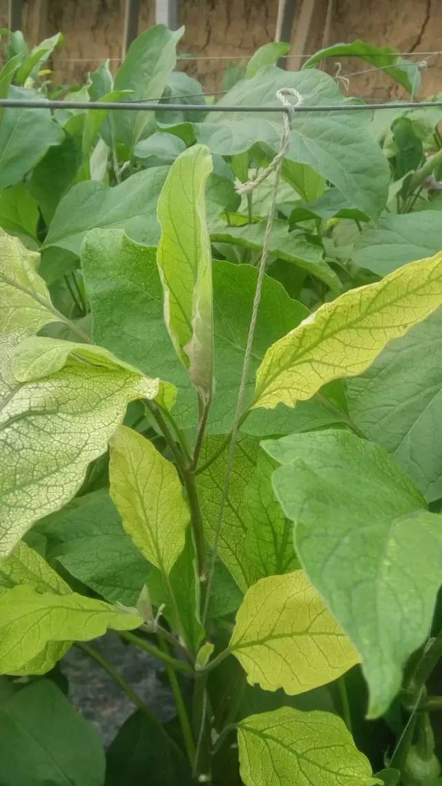 蔬菜黃頭頂
