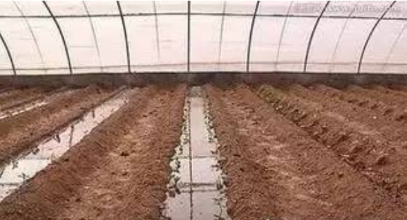 先澆水提地溫，后定植