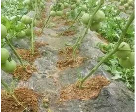 根系淺的西紅柿