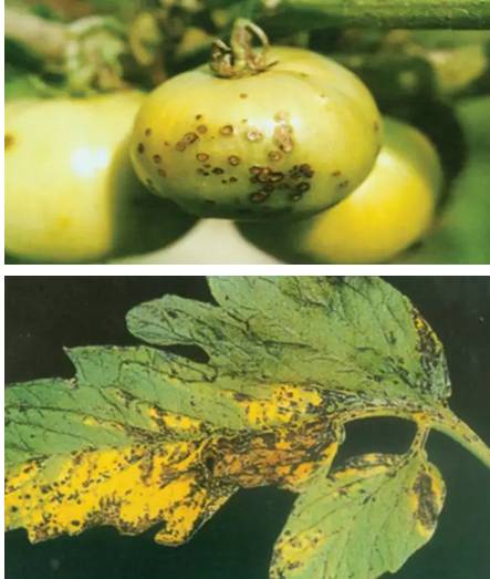 番茄細(xì)菌性斑點(diǎn)病——果和葉