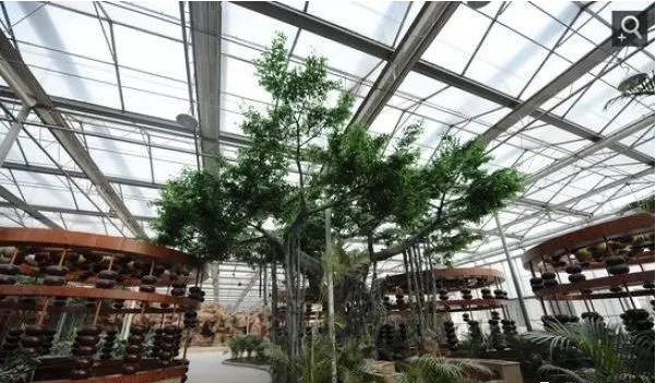熱帶植物，濃濃的熱帶風(fēng)情