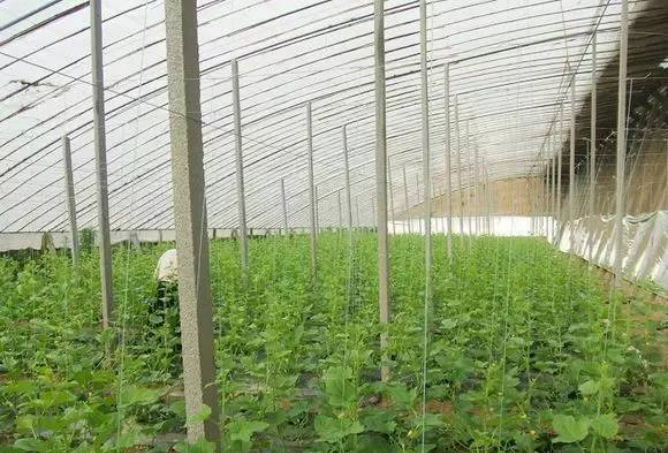 光照不足，不僅不能進(jìn)行較為旺盛的光合作用，蒸騰作用也減少，植株生長纖弱不禁風(fēng)，影響蔬菜的產(chǎn)量與品質(zhì)