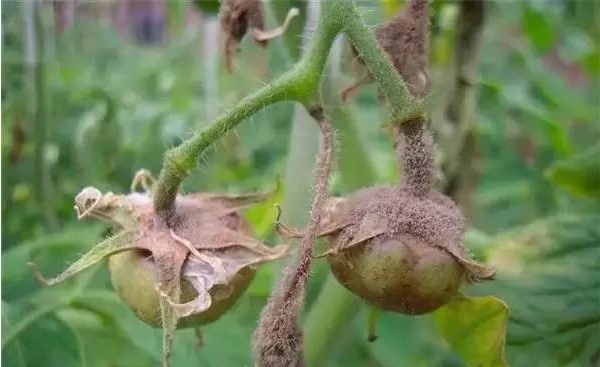 灰霉病是茄子、番茄、黃瓜等蔬菜上最主要的也是最讓人頭疼的病害。它是一種真菌性病害，主要危害蔬菜的花、葉和果實，高濕低溫時易發(fā)病，嚴重時會導(dǎo)致作物減產(chǎn)甚至絕收