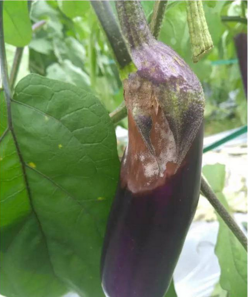 茄子綿疫病，又稱爛茄子