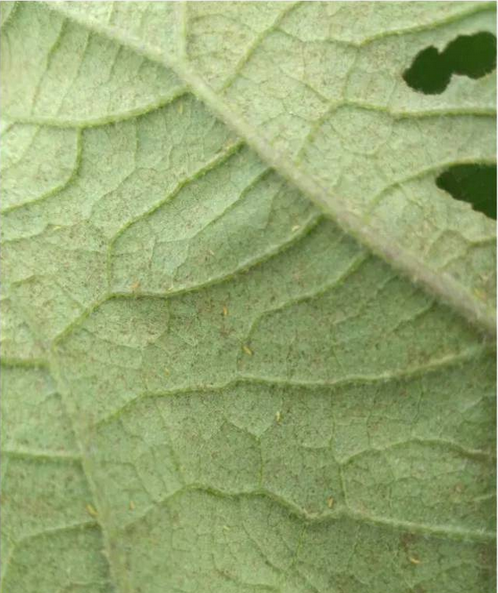 薊馬是一種靠吸取植物汁液為生的昆蟲，幼蟲呈白色、黃色、或橘色，成蟲則呈棕色或黑色。進(jìn)食時會造成葉子與花朵的損傷