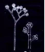 病原為灰葡萄孢Botrytis cinerea Pers.，屬半知菌亞門葡萄孢屬