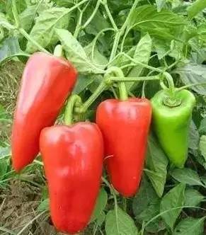播種 播種
