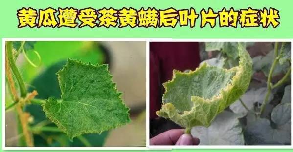 茶黃螨的卵多散產(chǎn)在嫩葉背面和嫩果凹洼處