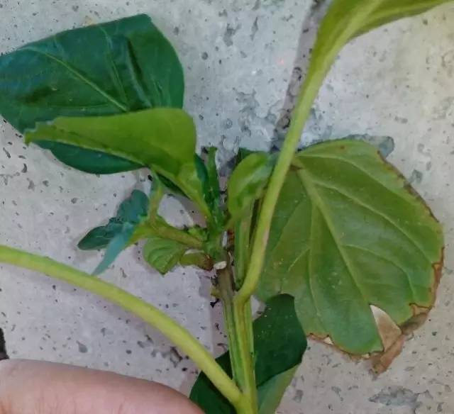 首先要注意檢查苗子是否帶病帶蟲