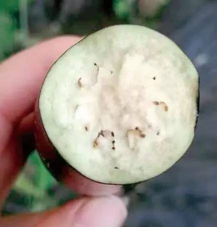 掰開果實(shí)后里面的果肉發(fā)黑