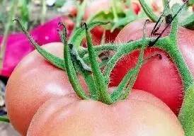 西紅柿有很多萼片干尖的