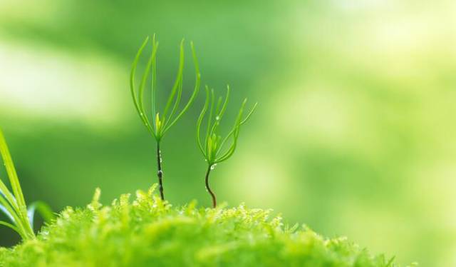 種植行根較大、根系較集中的蔬菜