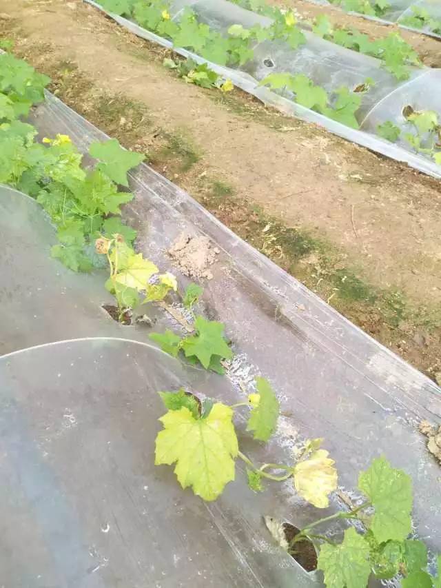 霧霾天氣植株生理活動受到了嚴(yán)重影響