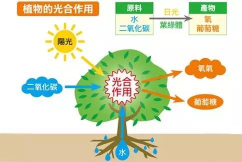 弱光情況下，光合作用降低