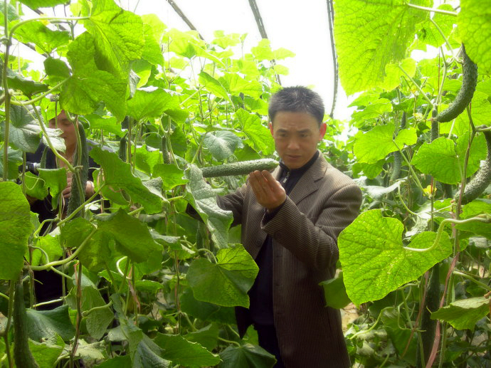 越冬溫室黃瓜套種苦瓜的種植新模式