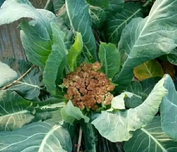 花球中心凹陷變成干褐色