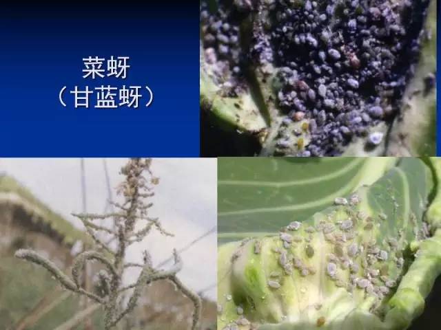 菜蚜（甘藍(lán)蚜）