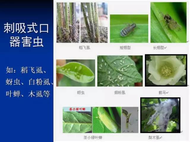 刺吸式口器害蟲(chóng)