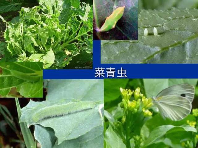 菜青蟲(chóng)