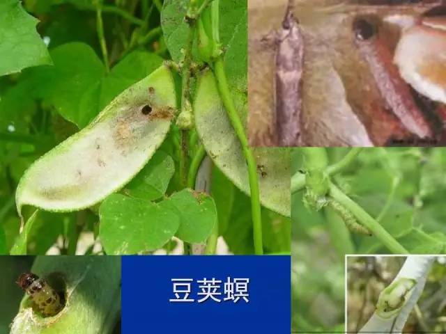 豆莢螟
