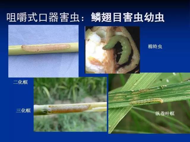 咀嚼式口器害蟲(chóng)：鱗翅目害蟲(chóng)幼蟲(chóng)