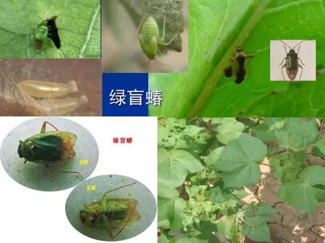 綠盲蝽
