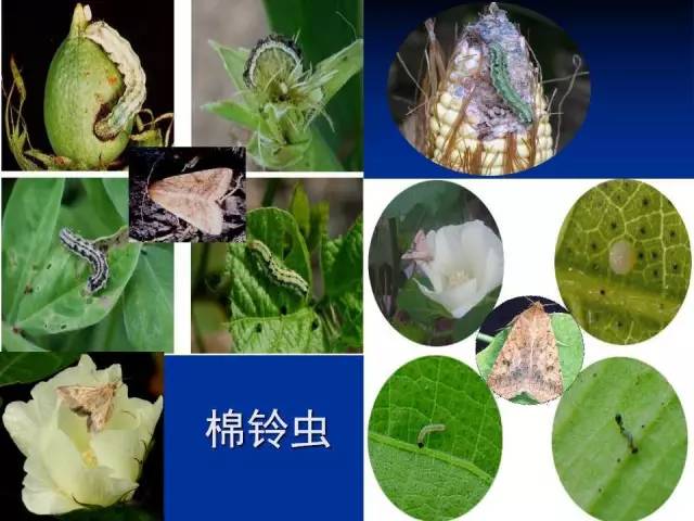 棉鈴蟲(chóng)