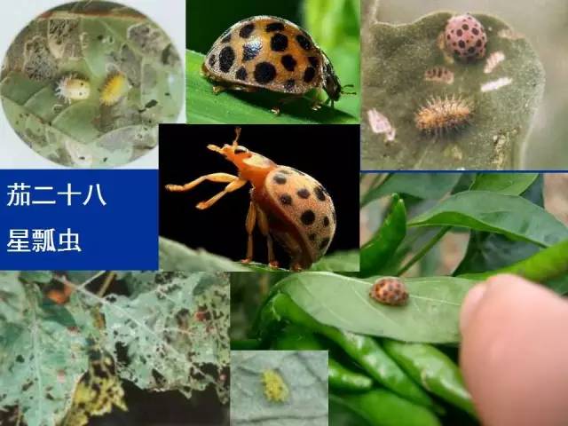 茄二十八星瓢蟲(chóng)
