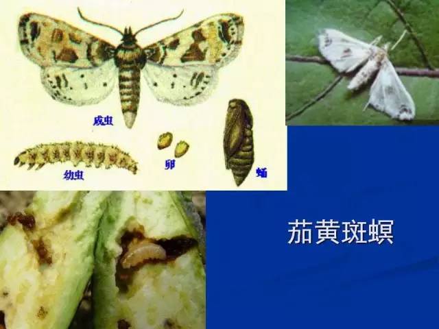 茄黃斑螟