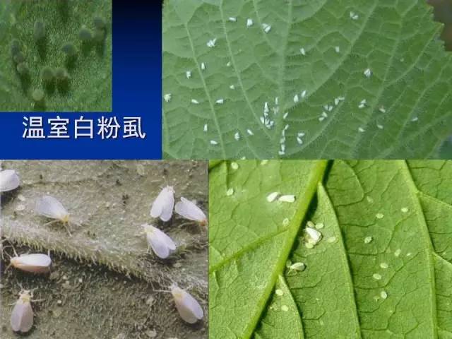 溫室白粉虱