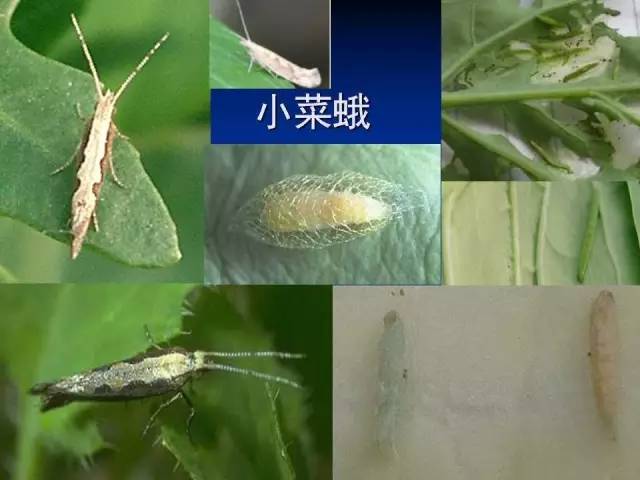 小菜蛾