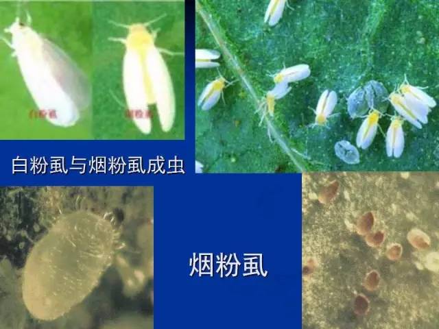 煙粉虱
