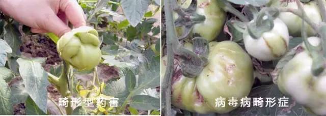 畸形型藥害與病毒病畸形癥