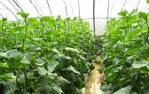 科學(xué)的水分管理是獲得高產(chǎn)優(yōu)質(zhì)蔬菜的一項(xiàng)重要栽培技術(shù)