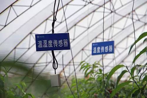 蔬菜對空氣濕度的需求