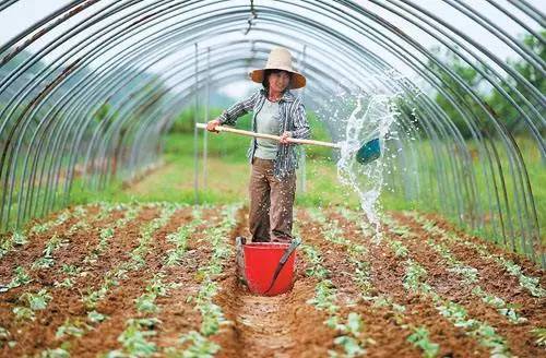 當(dāng)前大棚蔬菜澆水的注意事項(xiàng)