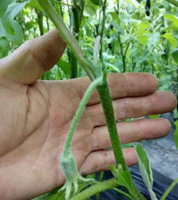 合理摘葉、留取側(cè)枝