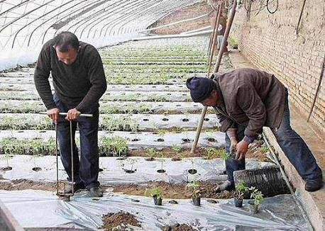 大棚蔬菜定植