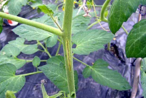溫室大棚蔬菜莖稈開裂