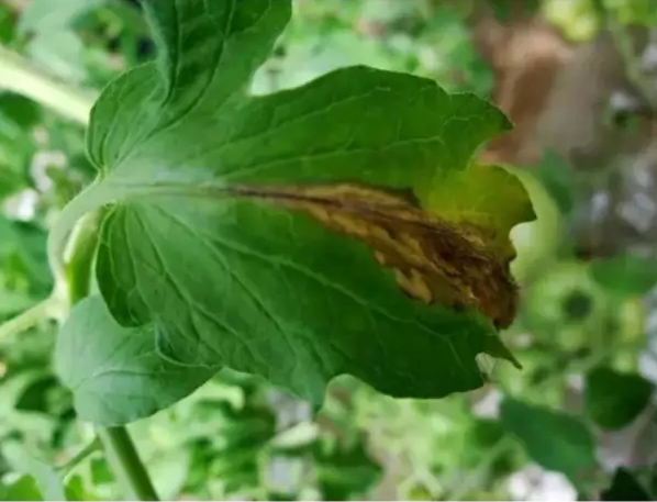 灰霉病葉片病斑