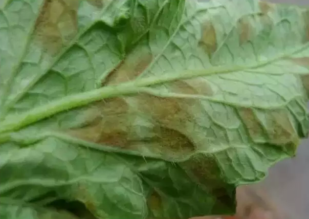 葉背染病癥狀