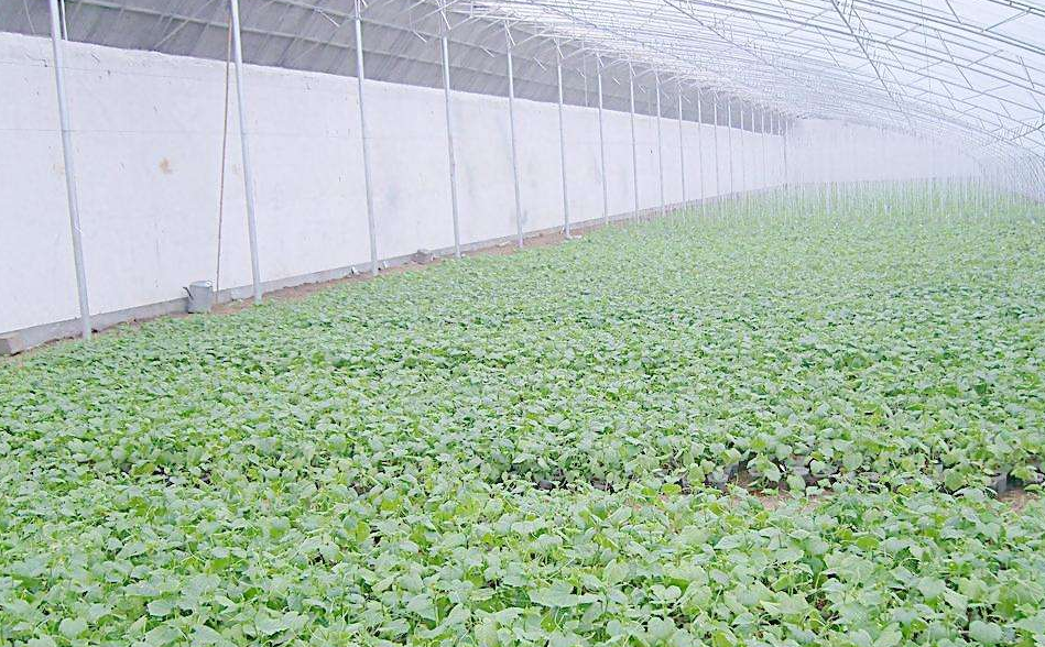 大棚蔬菜病蟲害防治