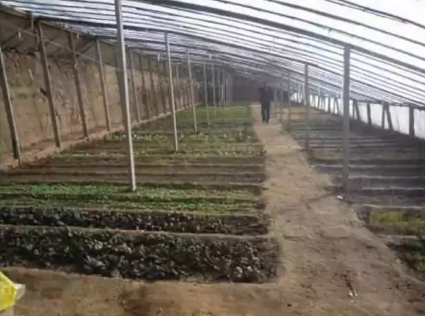 要考慮蔬菜行情